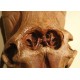 Mammoth 1:1 Skull Model Wall Hanging Wall-Mounted Sculpture Decor Fossil Replica