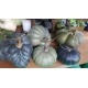 Park Hill Collection Faux Green Heirloom Pumpkins SET 5