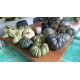 Park Hill Collection Faux Green Heirloom Pumpkins SET 5