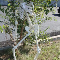 Halloween Skeleton