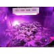 Complete Indoor Greenhouse LED Hydroponics Grow Kit / WiFi Camera